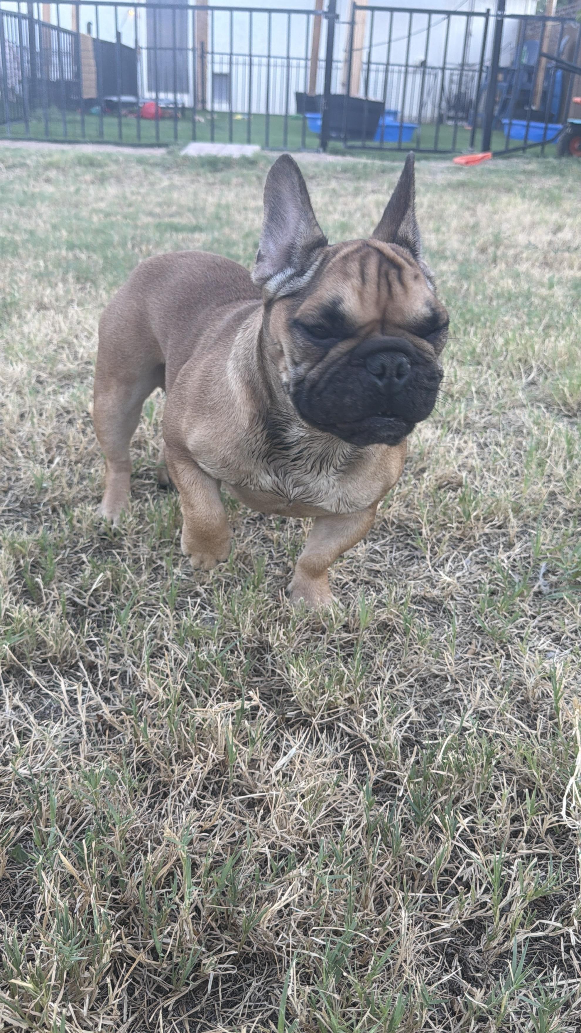Fred, Adoptable, Adult Male French Bulldog.