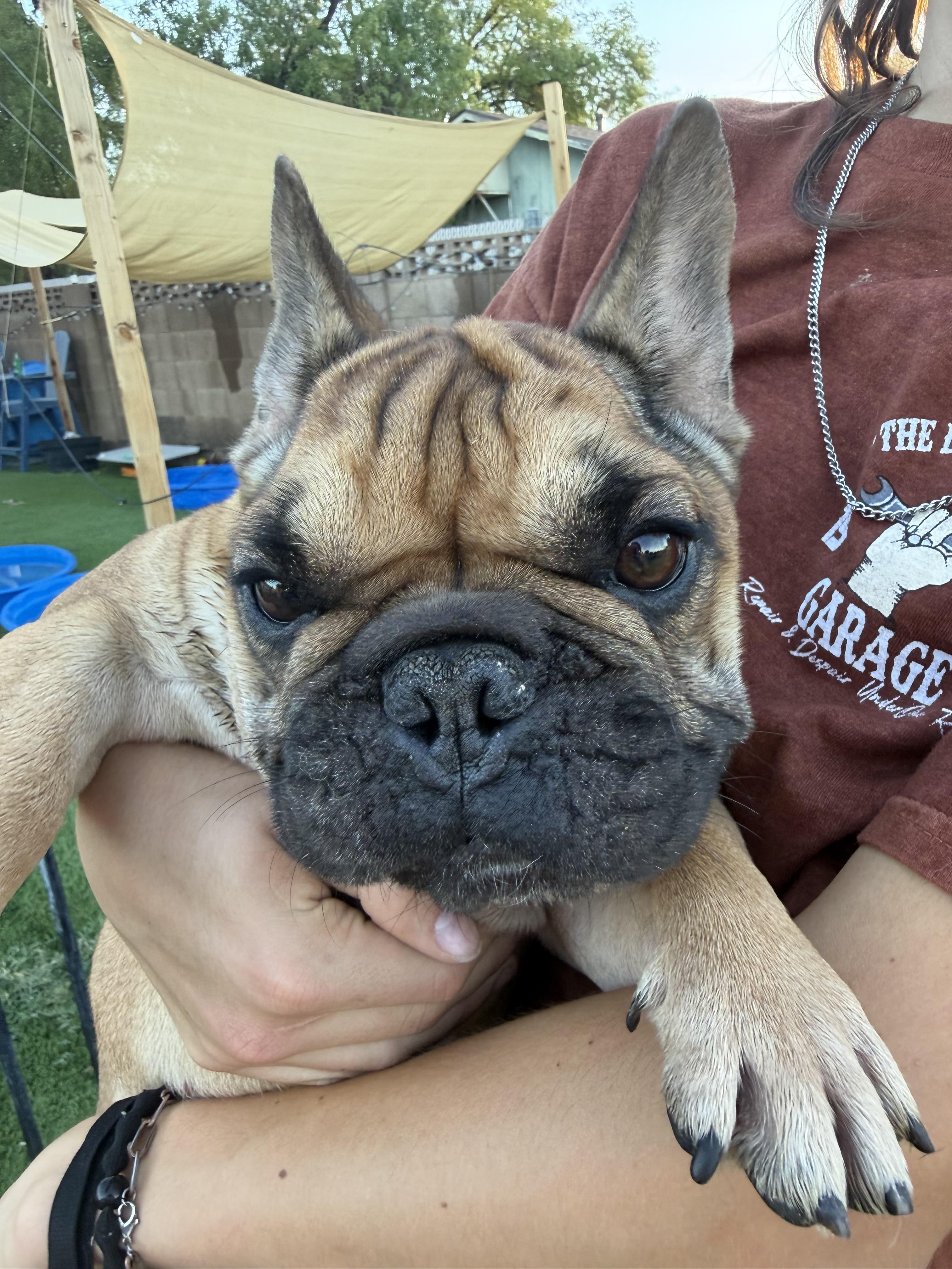 Enlarge Fred, a Adoptable French Bulldog in Mesa, AZ image 2/2