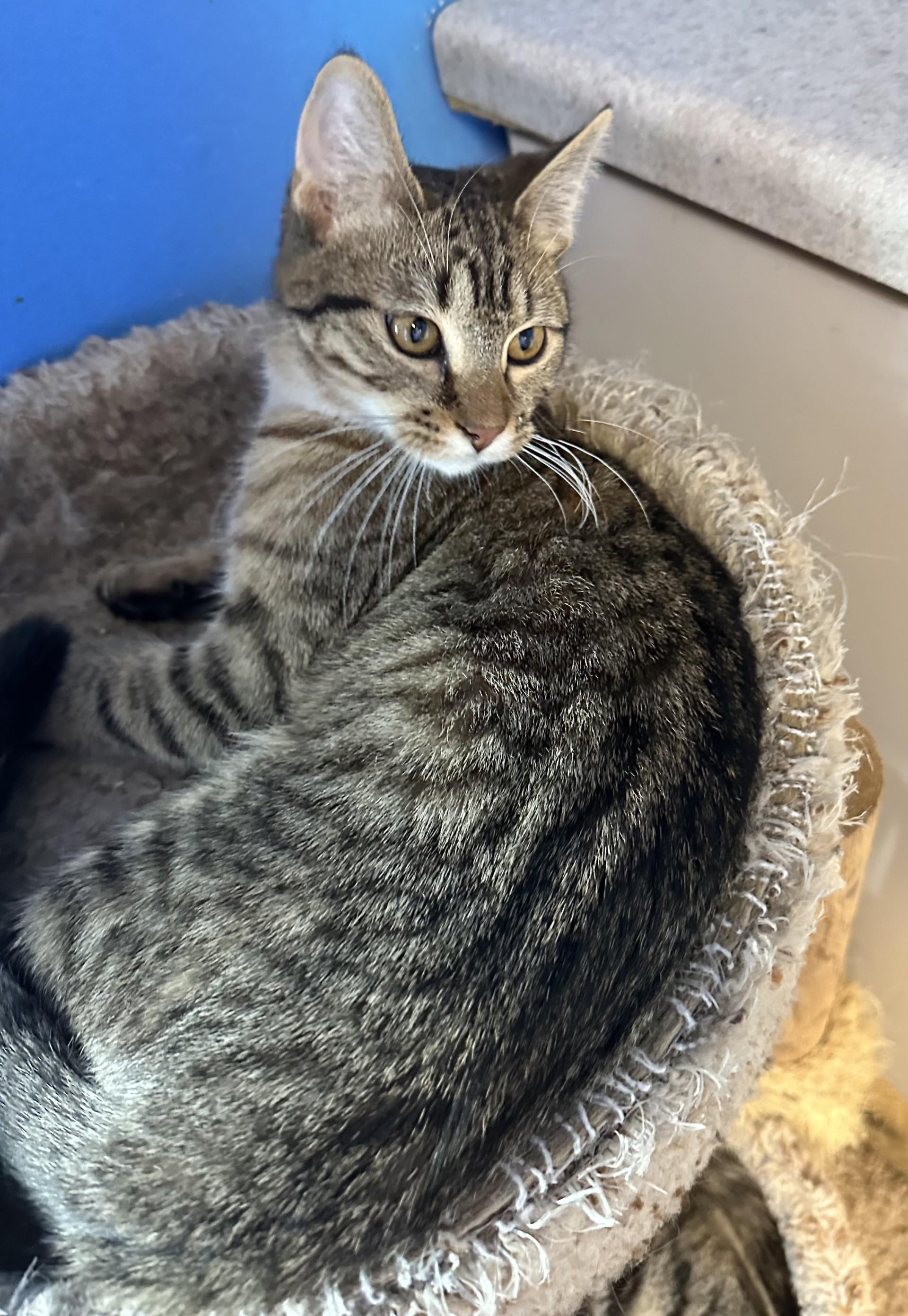 Ziggy, adoptable, Young Female Domestic Short Hair.