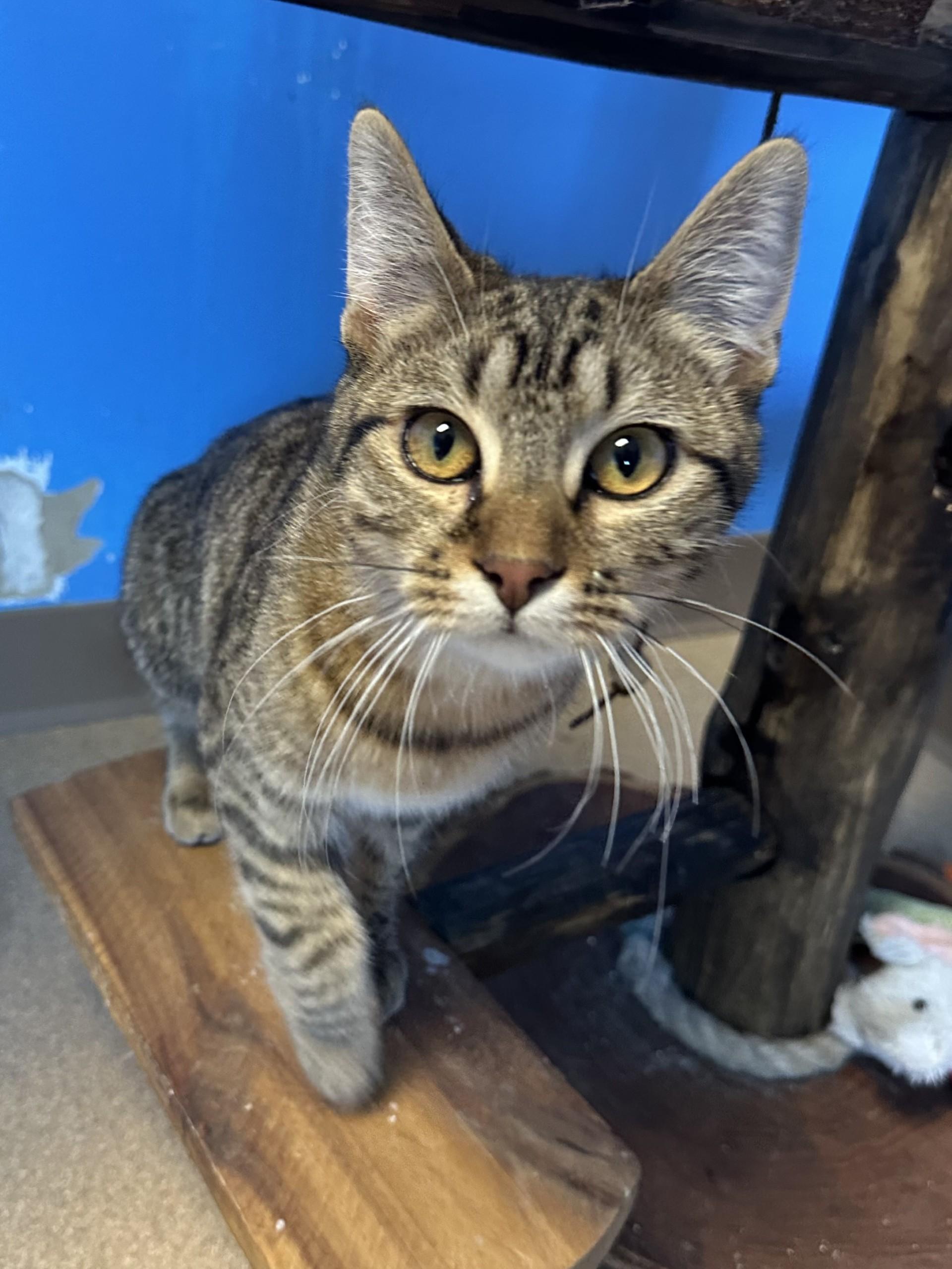 Enlarge Ziggy, an adoptable Domestic Short Hair in Brookings, SD image 2/2