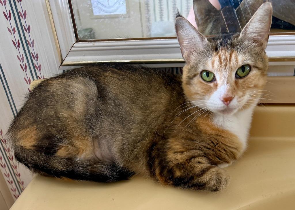 Enlarge Juliette *IN FOSTER*, a Adoptable mixed breed in South Bend, IN image 1/1