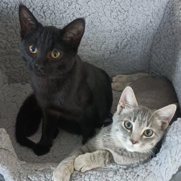 Slim & Shady, Adoptable, Young Male Domestic Short Hair.