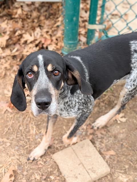PATSY, Adoptable, Young Female Bluetick Coonhound.