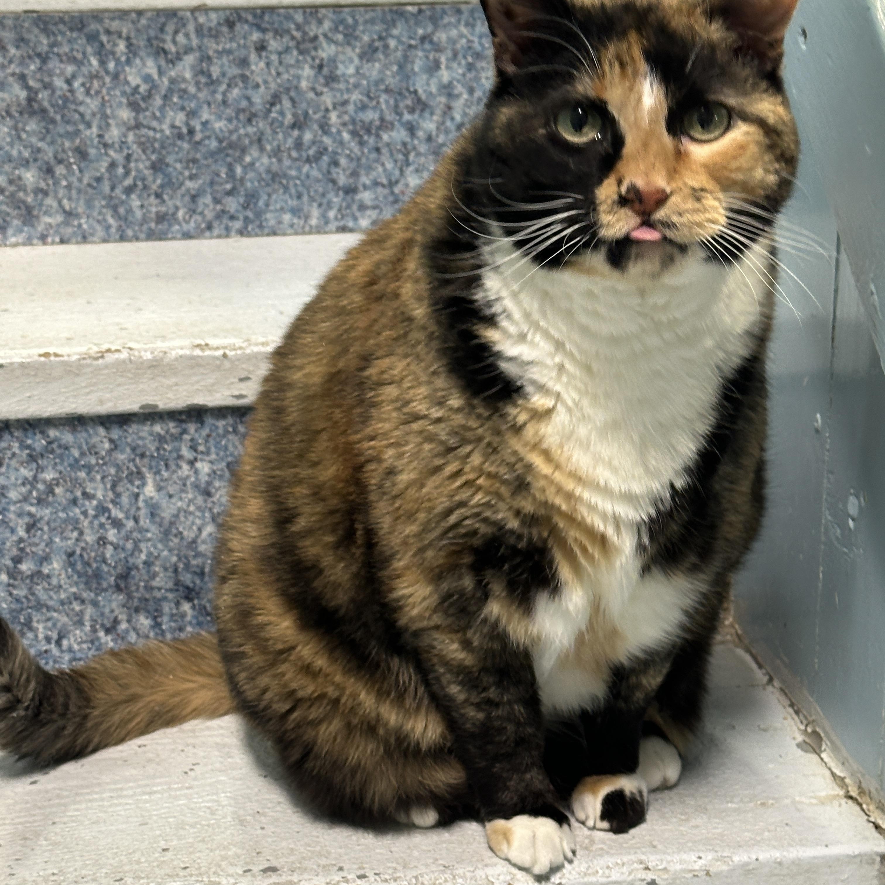 Daisey, a Adoptable mixed breed image 2/6