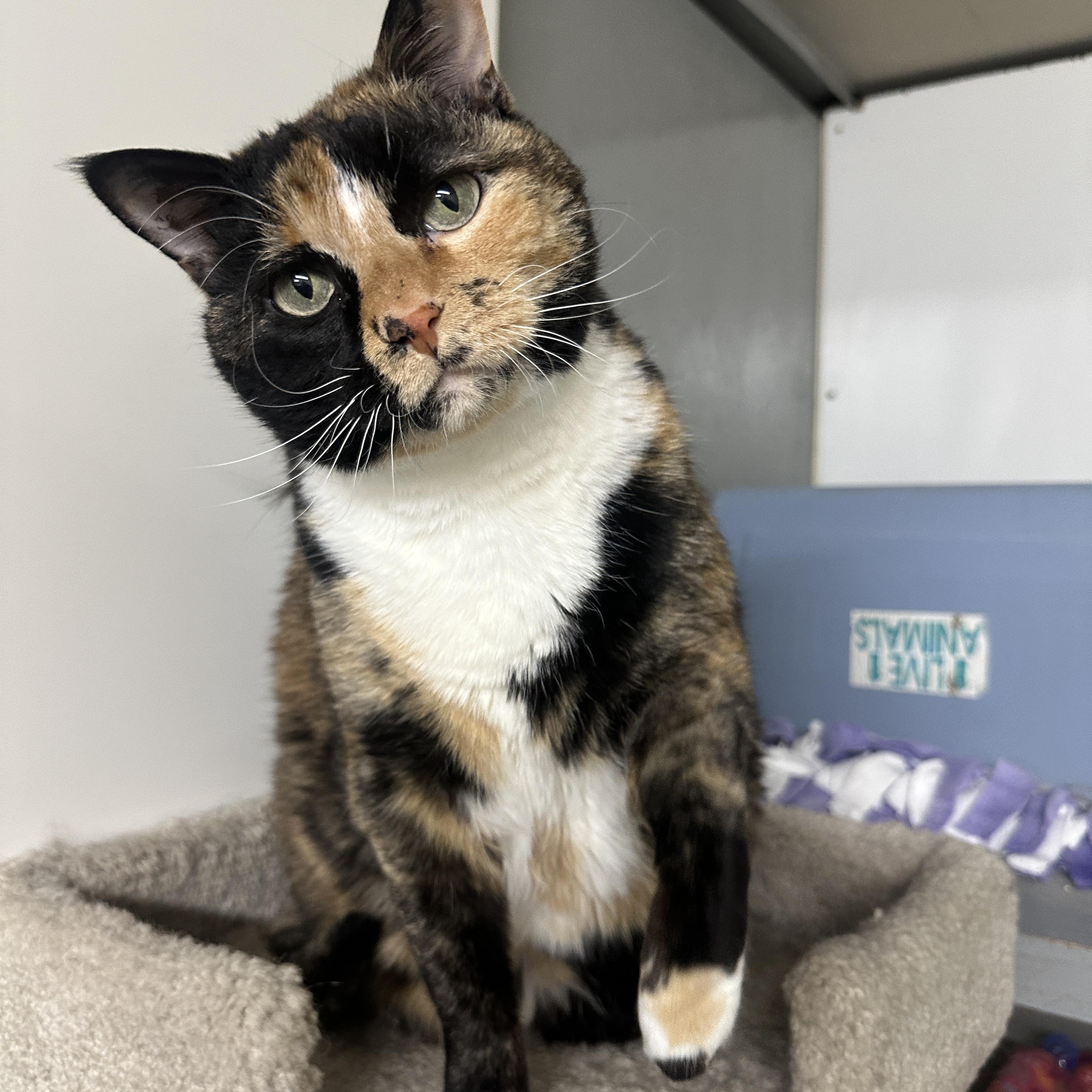 Daisey, a Adoptable mixed breed image 3/6