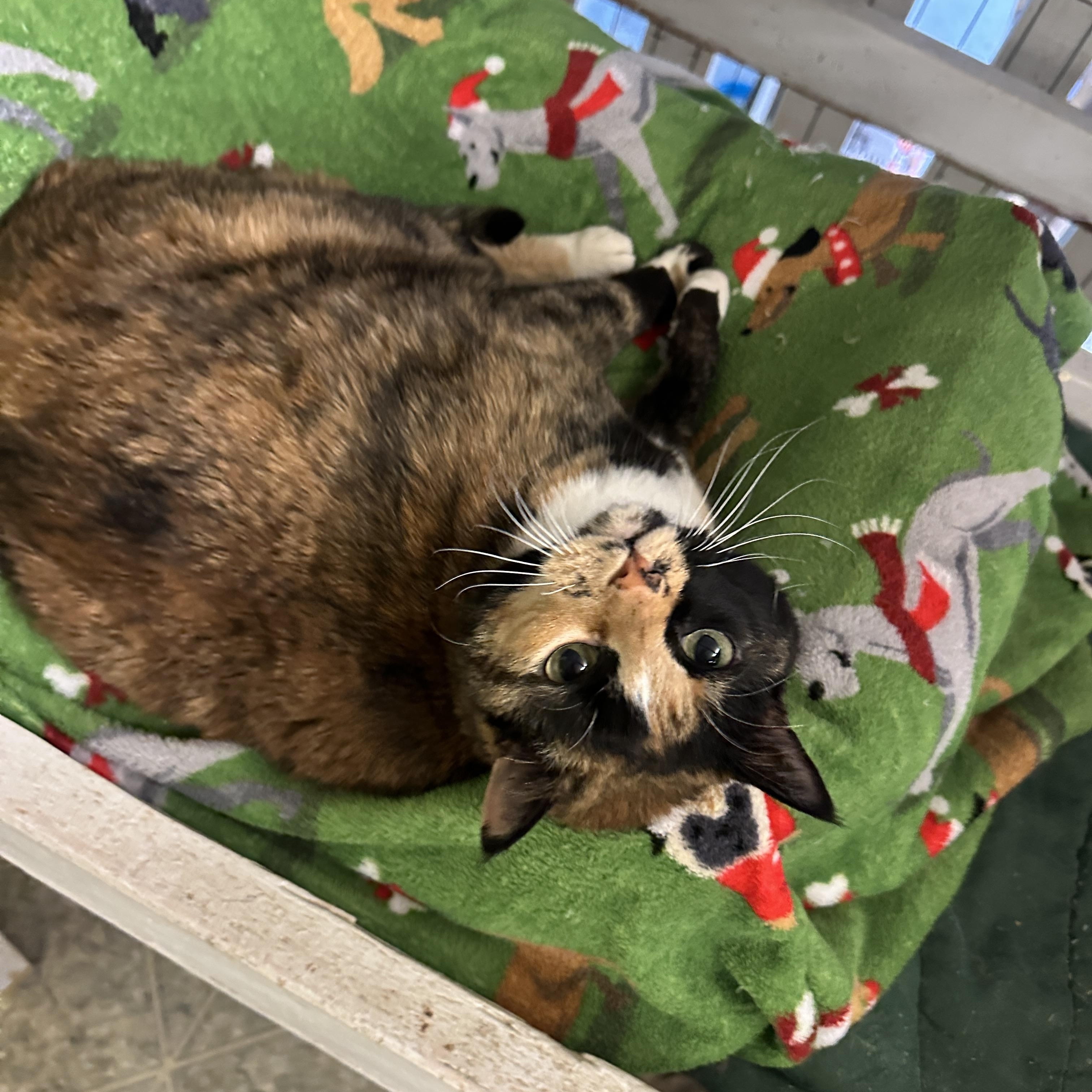 Daisey, a Adoptable mixed breed image 4/6