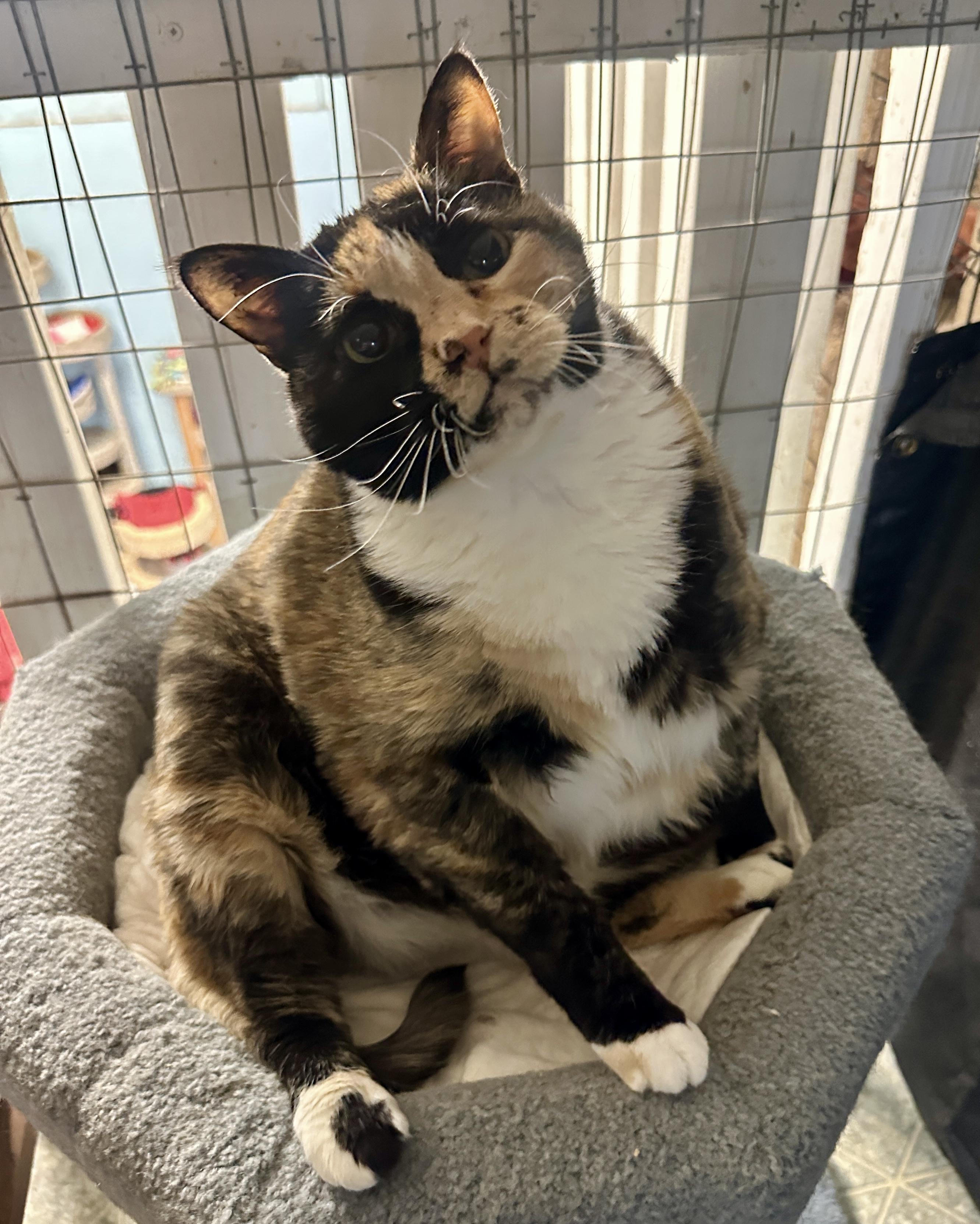 Enlarge Daisey, a Adoptable mixed breed in Anchorage, AK image 5/5