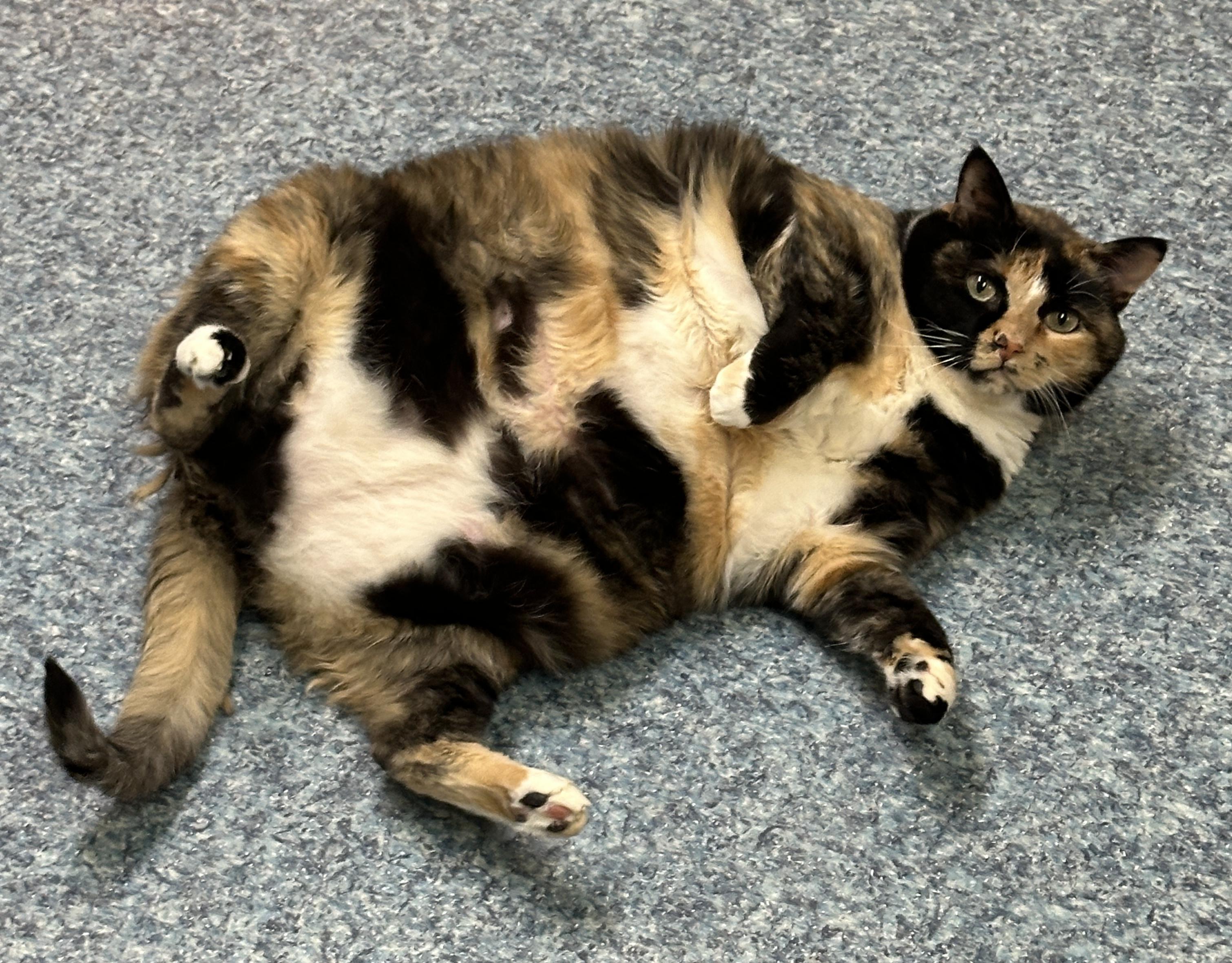 Enlarge Daisey, a Adoptable mixed breed in Anchorage, AK image 4/5