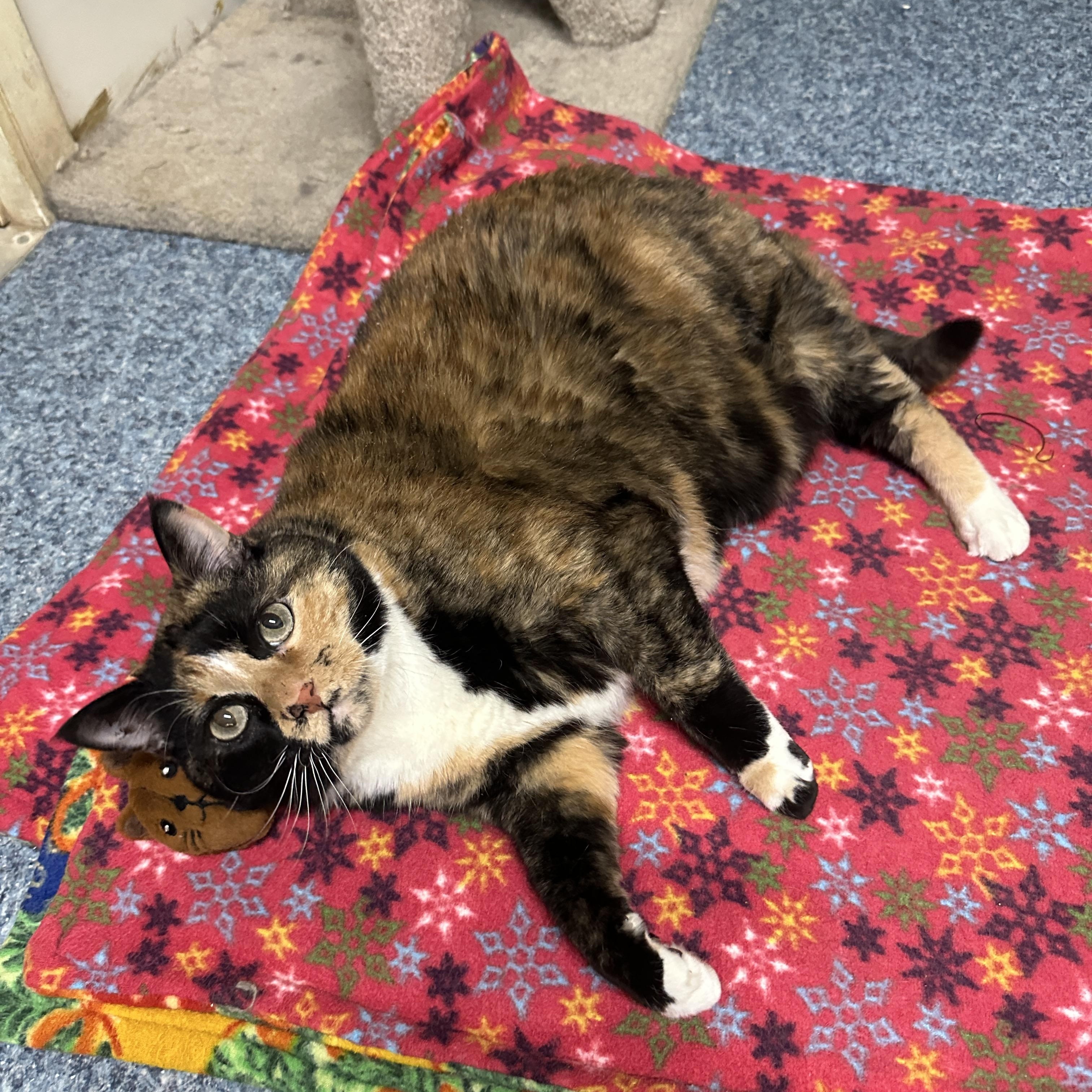 Daisey, a Adoptable mixed breed image 5/6