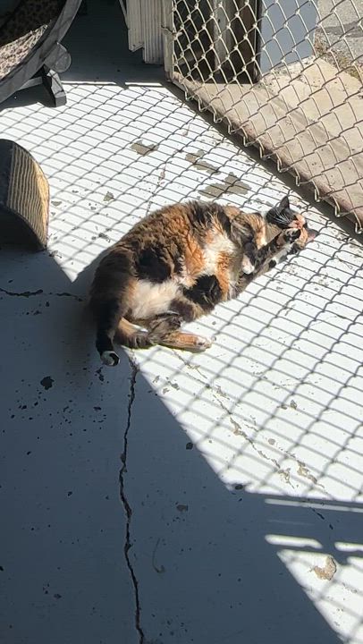 Enlarge Daisey, a Adoptable mixed breed video 6/6