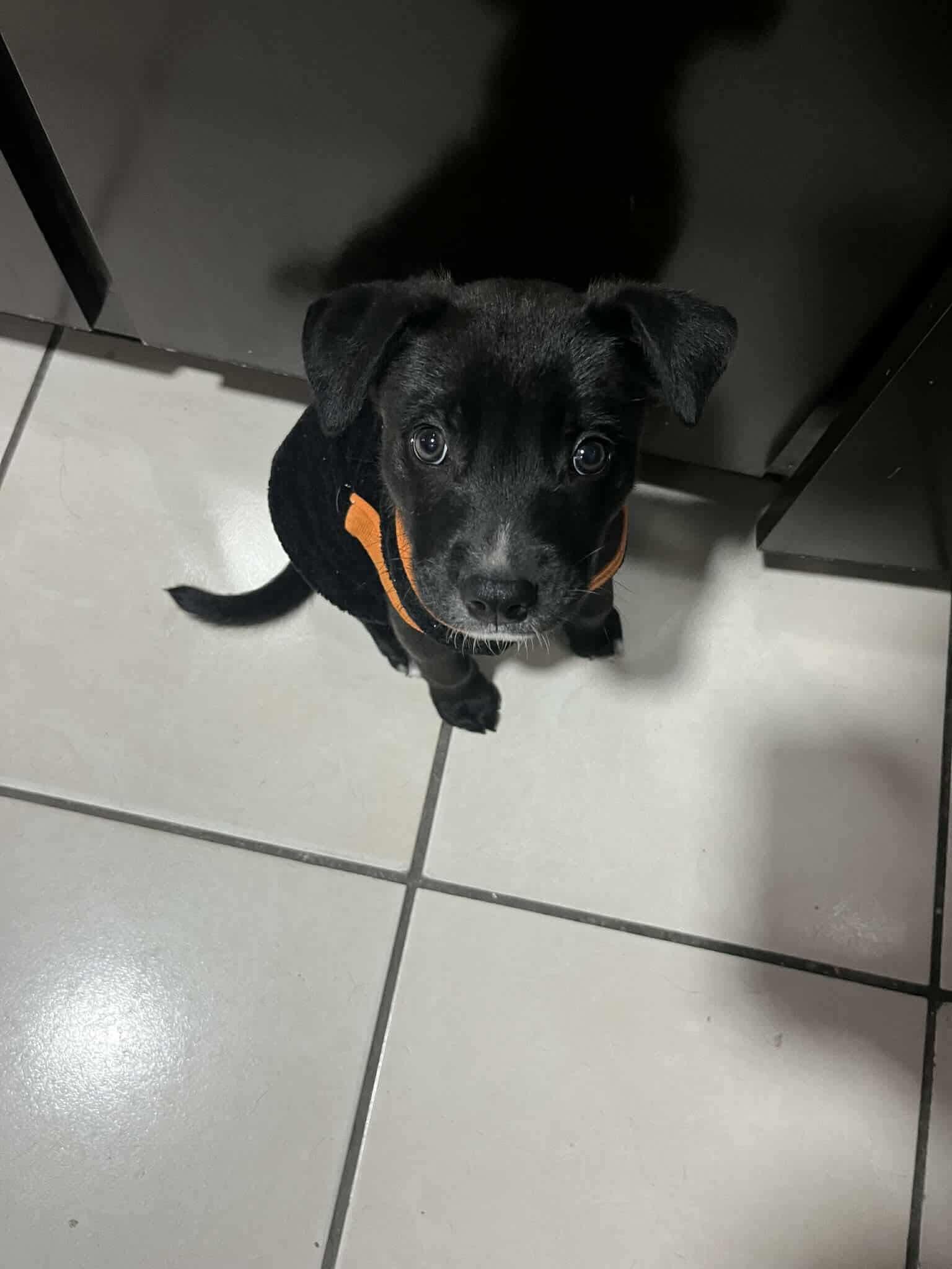 Bean, Adoptable, Puppy Male Mixed Breed.