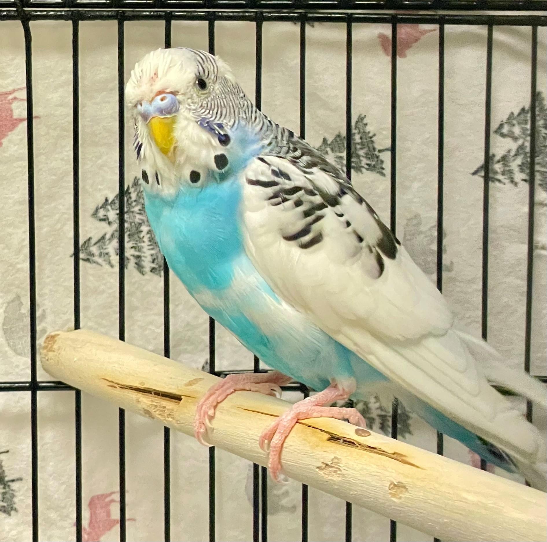 Banyan, adoptable, Adult Male Parakeet (Other).
