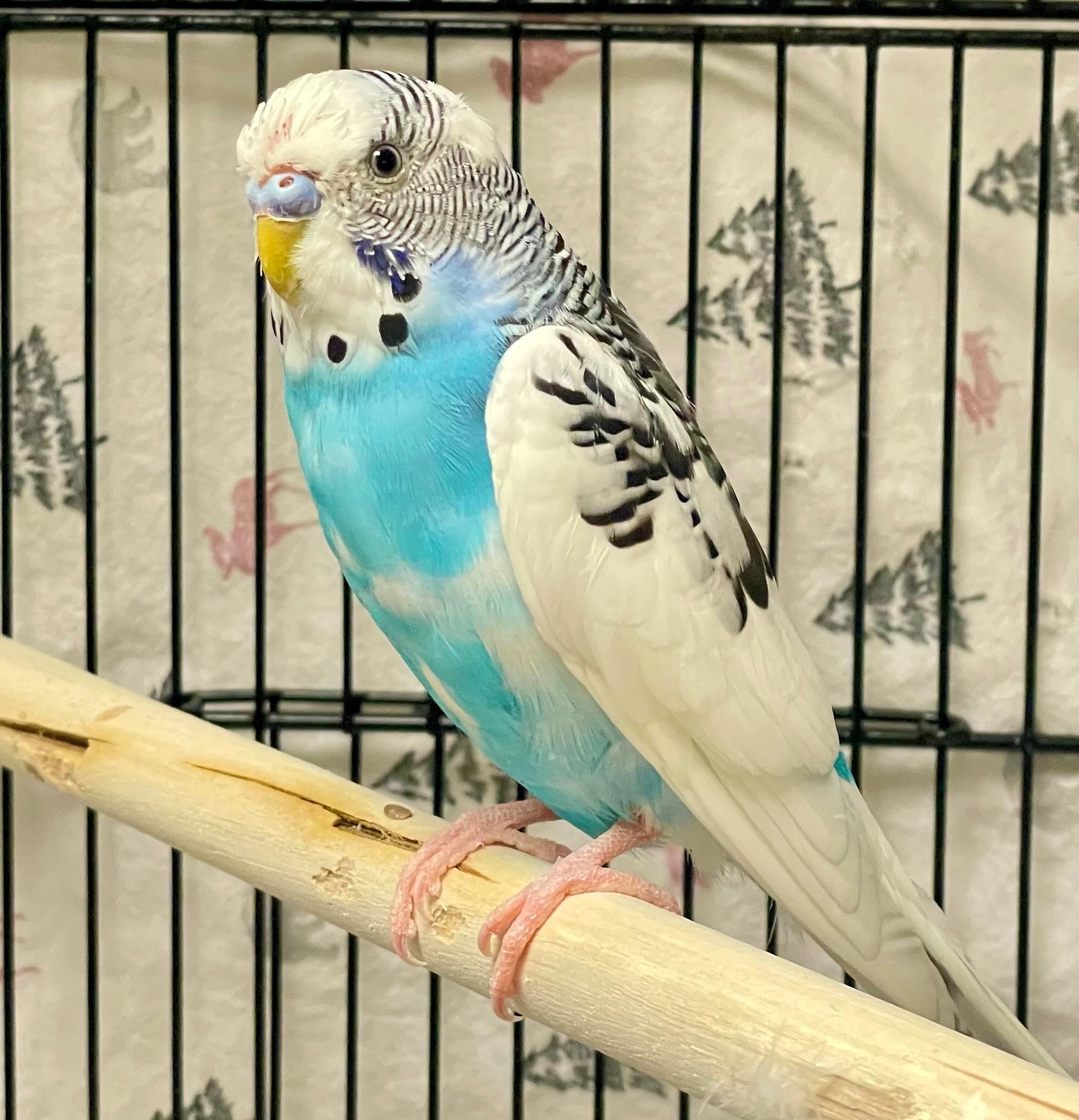 Enlarge Banyan, an adoptable Parakeet (Other) in Hamilton, ON image 3/3