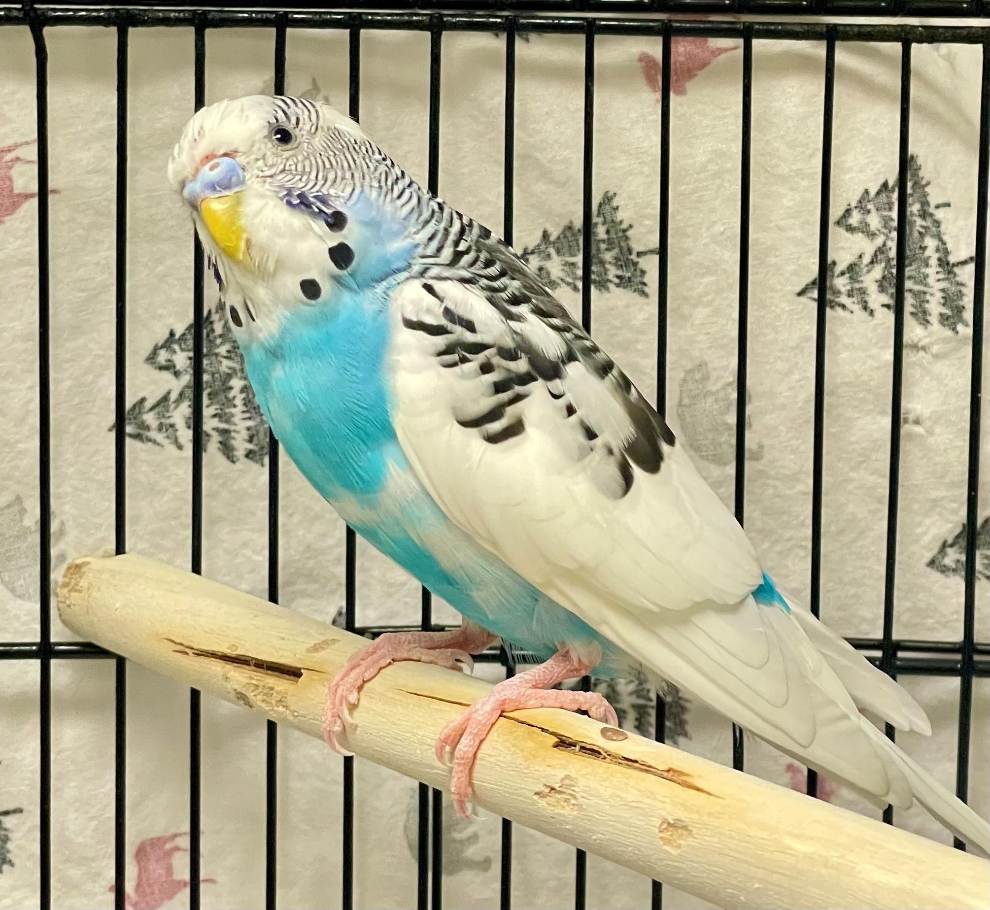 Enlarge Banyan, an adoptable Parakeet (Other) in Hamilton, ON image 2/3