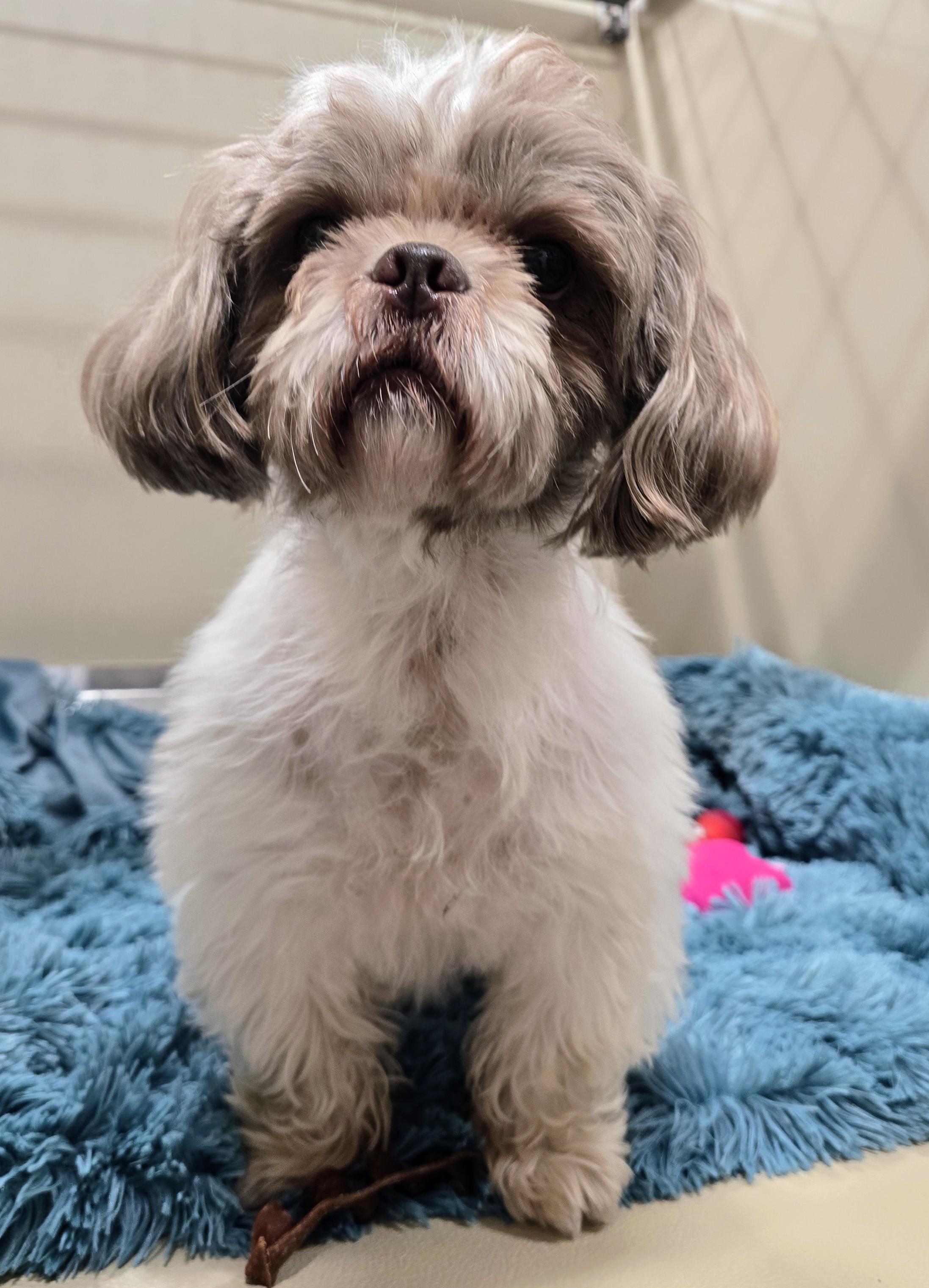 Enlarge 26-425 Oliver, a Adopted mixed breed in Amityville, NY image 2/2