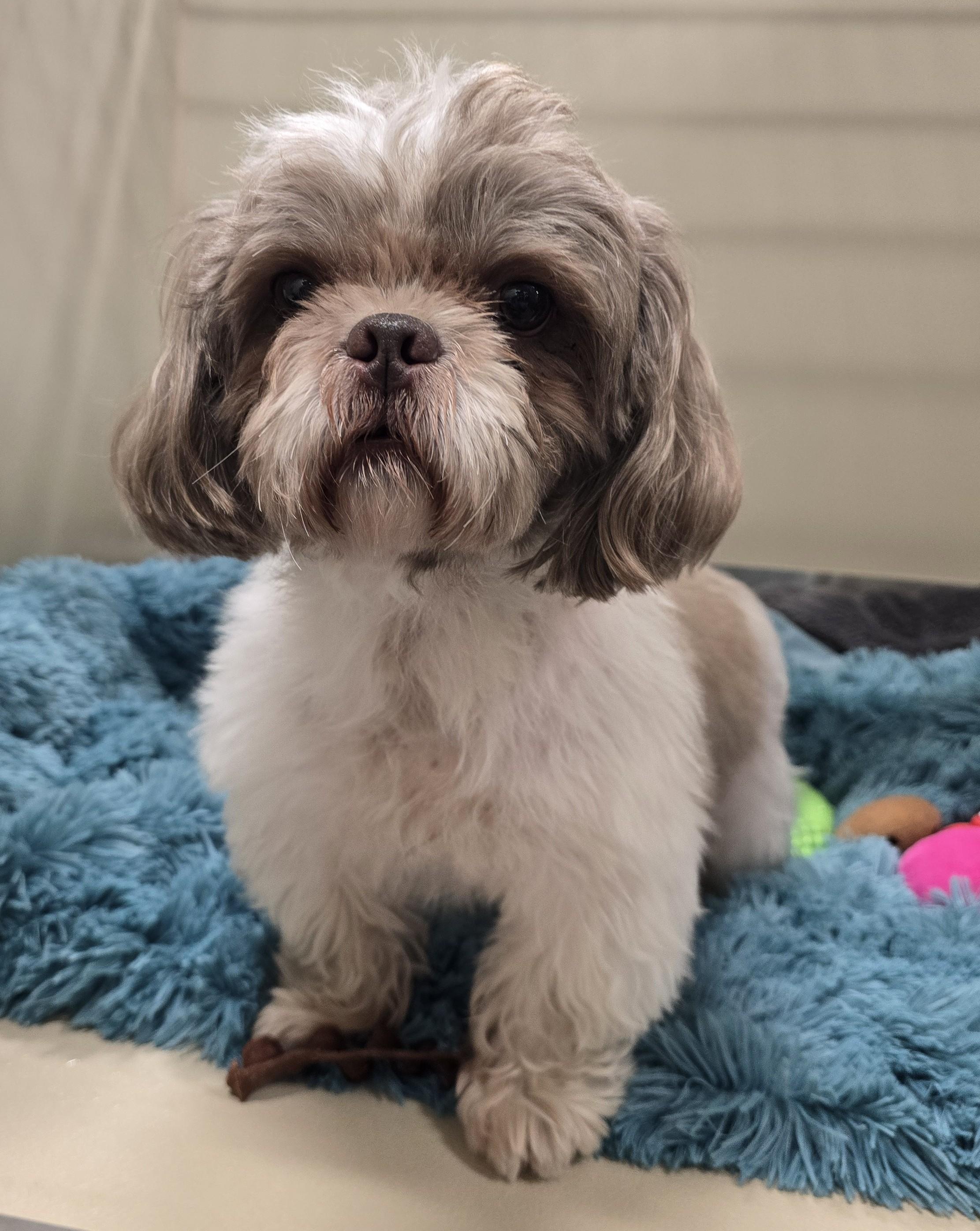 Enlarge 26-425 Oliver, a Adopted mixed breed in Amityville, NY image 1/2