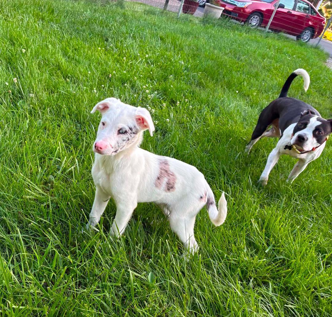 Enlarge Mickey, a ADOPTABLE Australian Shepherd in Louisville, KY image 2/3