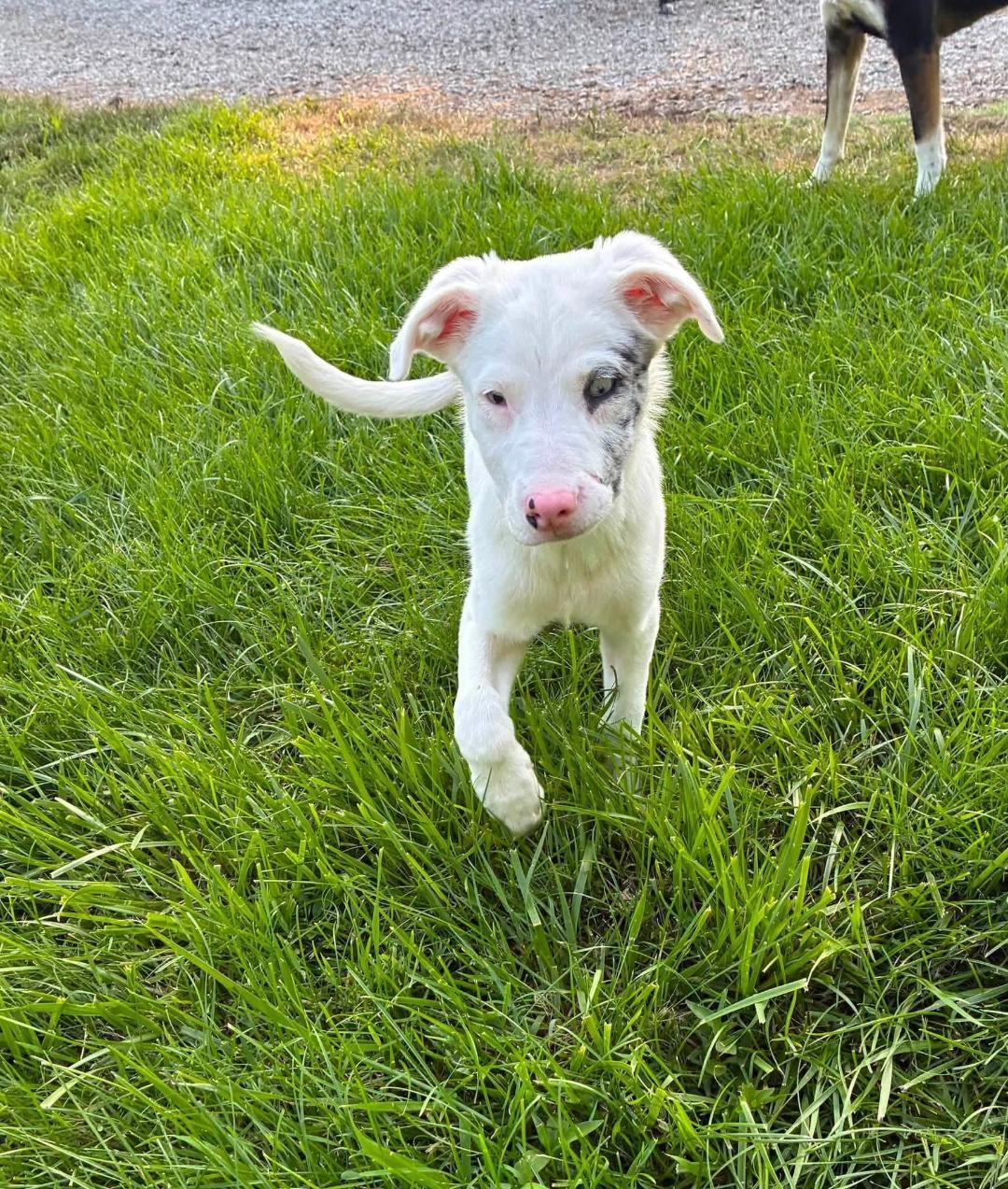 Mickey, ADOPTABLE, Young Male Australian Shepherd.