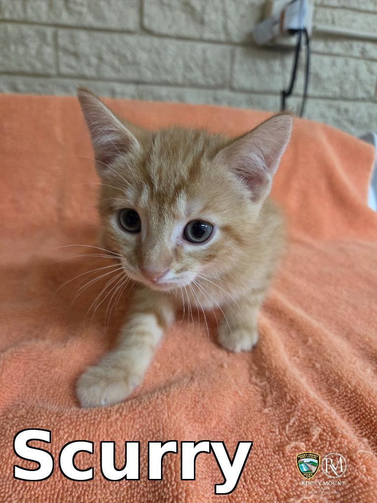Scurry, Adoptable, Adult Male Domestic Short Hair.
