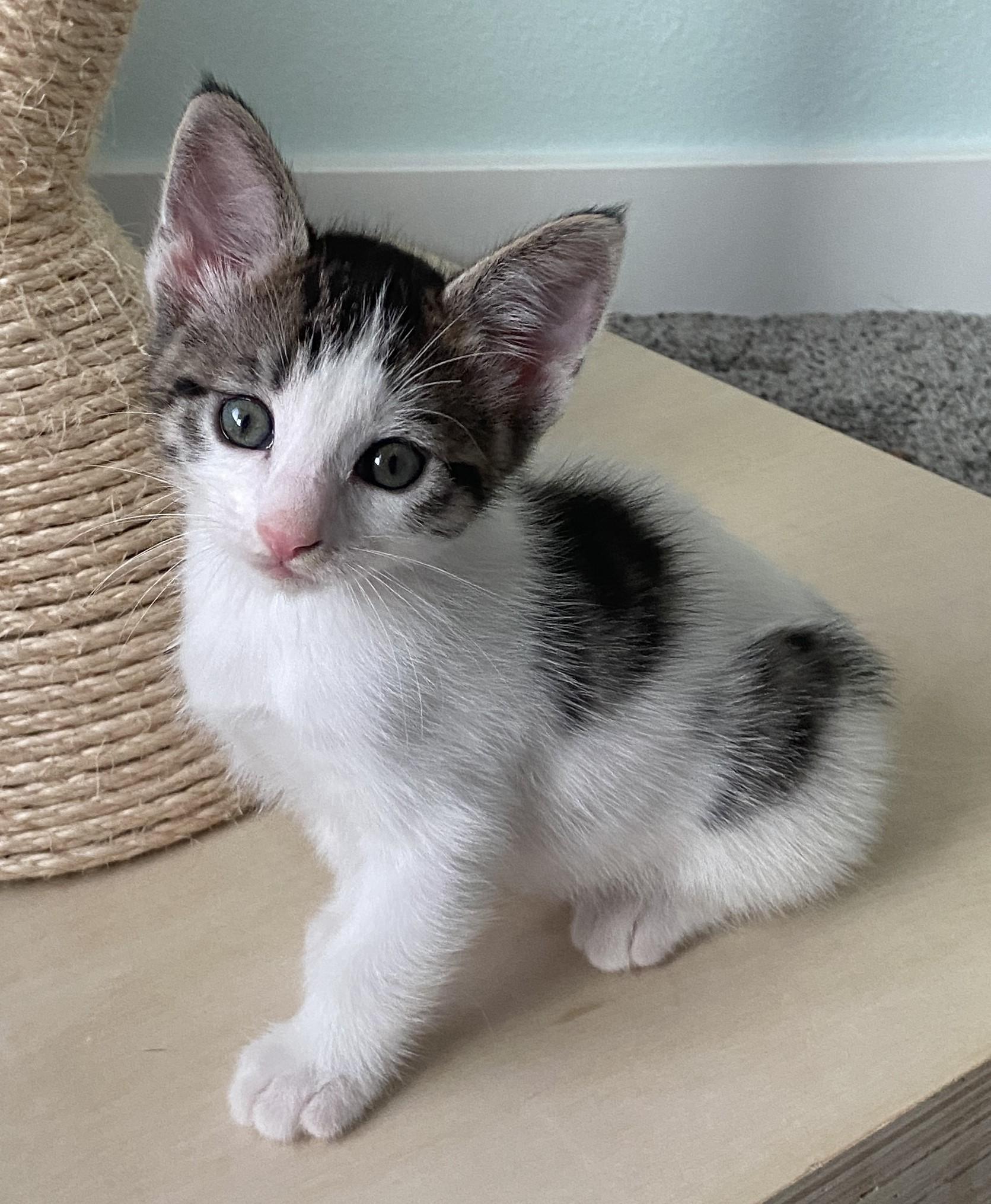 Hypnos (bonded with Megaera), a Adoptable Domestic Short Hair in Silverton, OR image 1/4