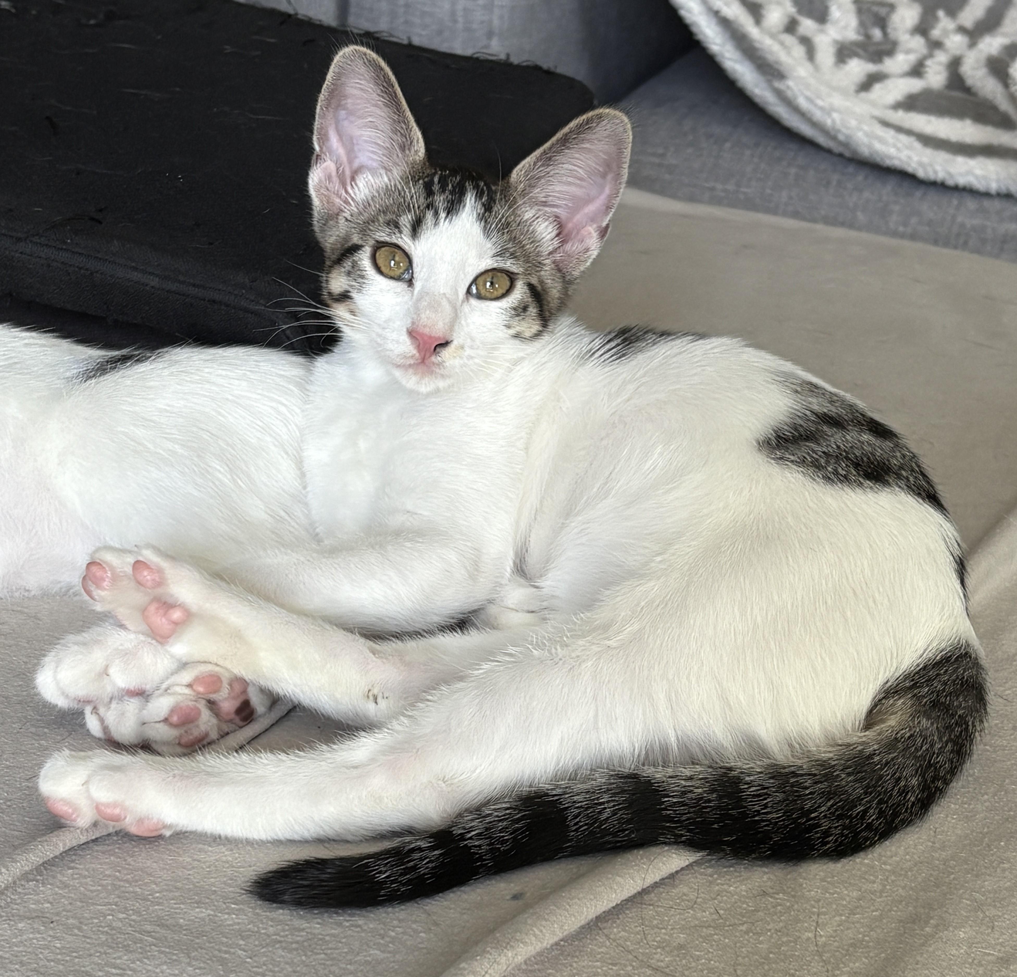 Hypnos (bonded with Megaera), a Adoptable Domestic Short Hair in Silverton, OR image 3/4