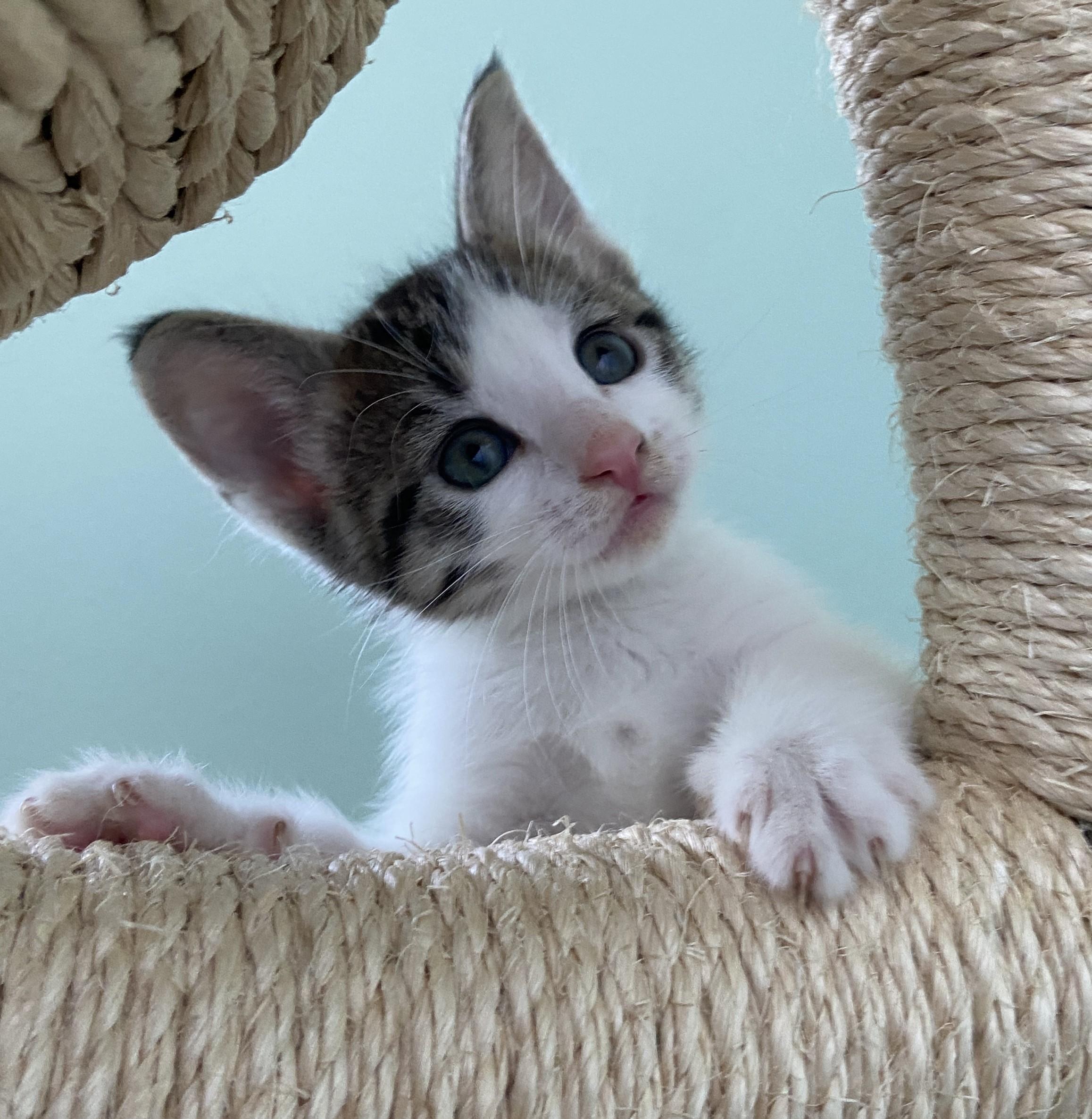 Hypnos (bonded with Megaera), a Adoptable Domestic Short Hair in Silverton, OR image 4/4