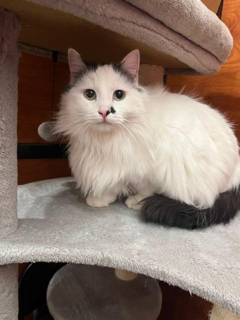 Enlarge Buttons, a ADOPTABLE mixed breed in St George, UT image 3/3