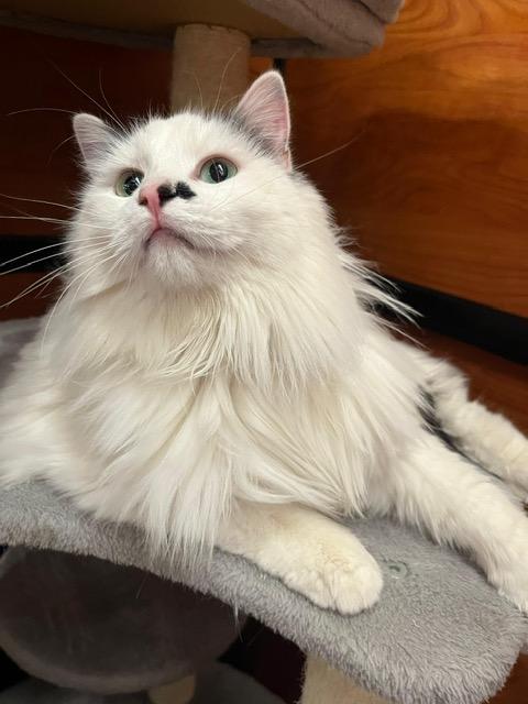 Buttons, ADOPTABLE, Young Female Domestic Long Hair.