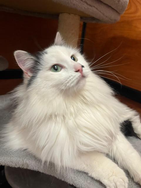 Enlarge Buttons, a ADOPTABLE mixed breed in St George, UT image 2/3