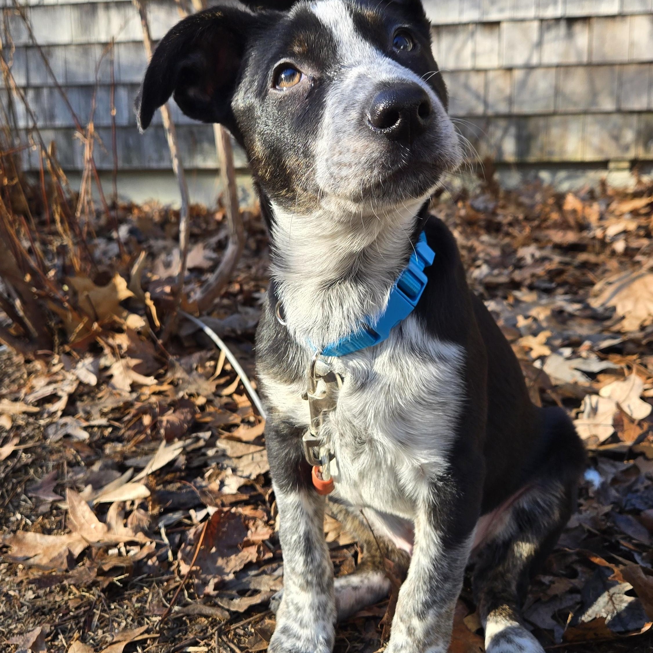 Enlarge Rocky, a Adoptable mixed breed in Cumberland, RI image 5/6