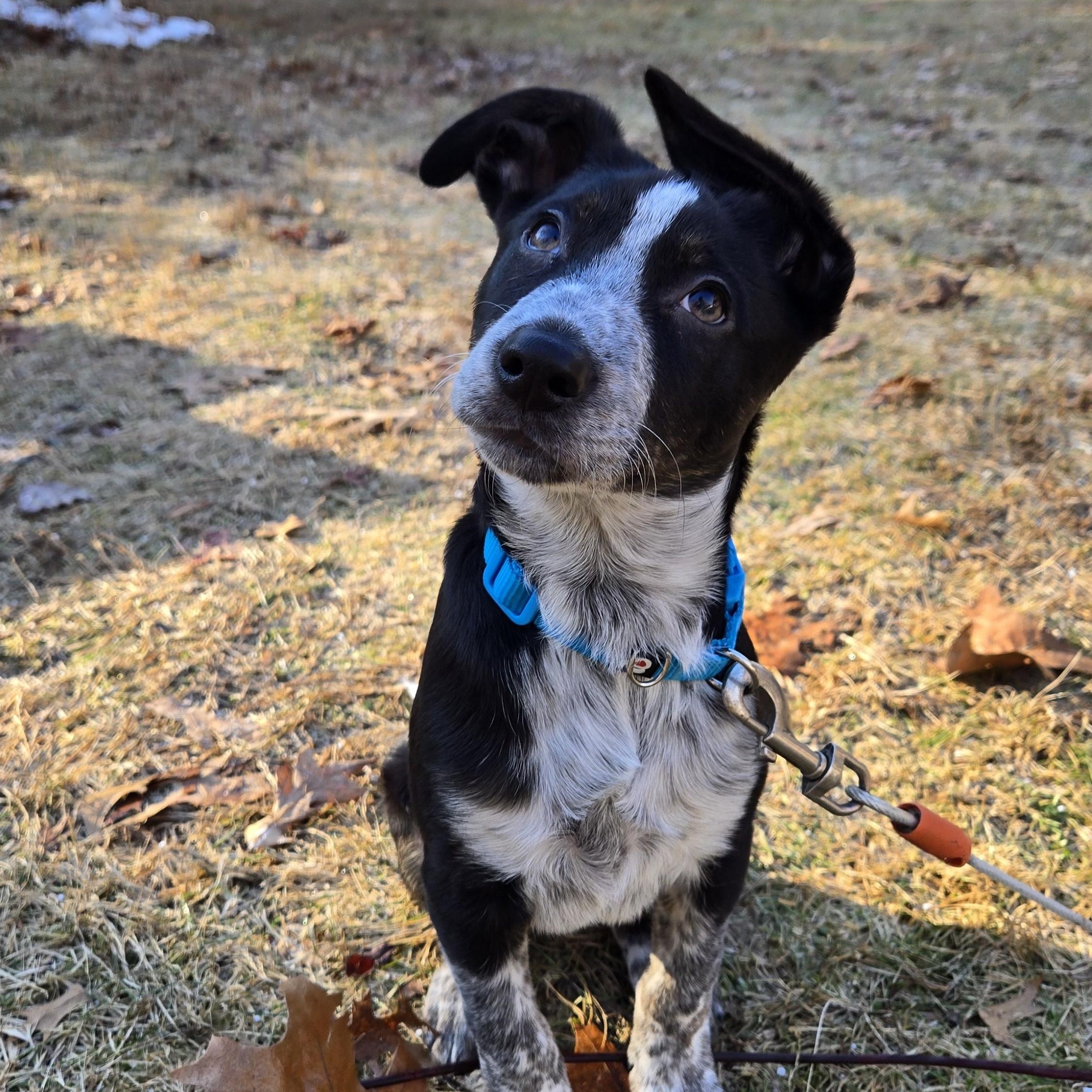 Enlarge Rocky, a Adoptable mixed breed in Cumberland, RI image 3/6