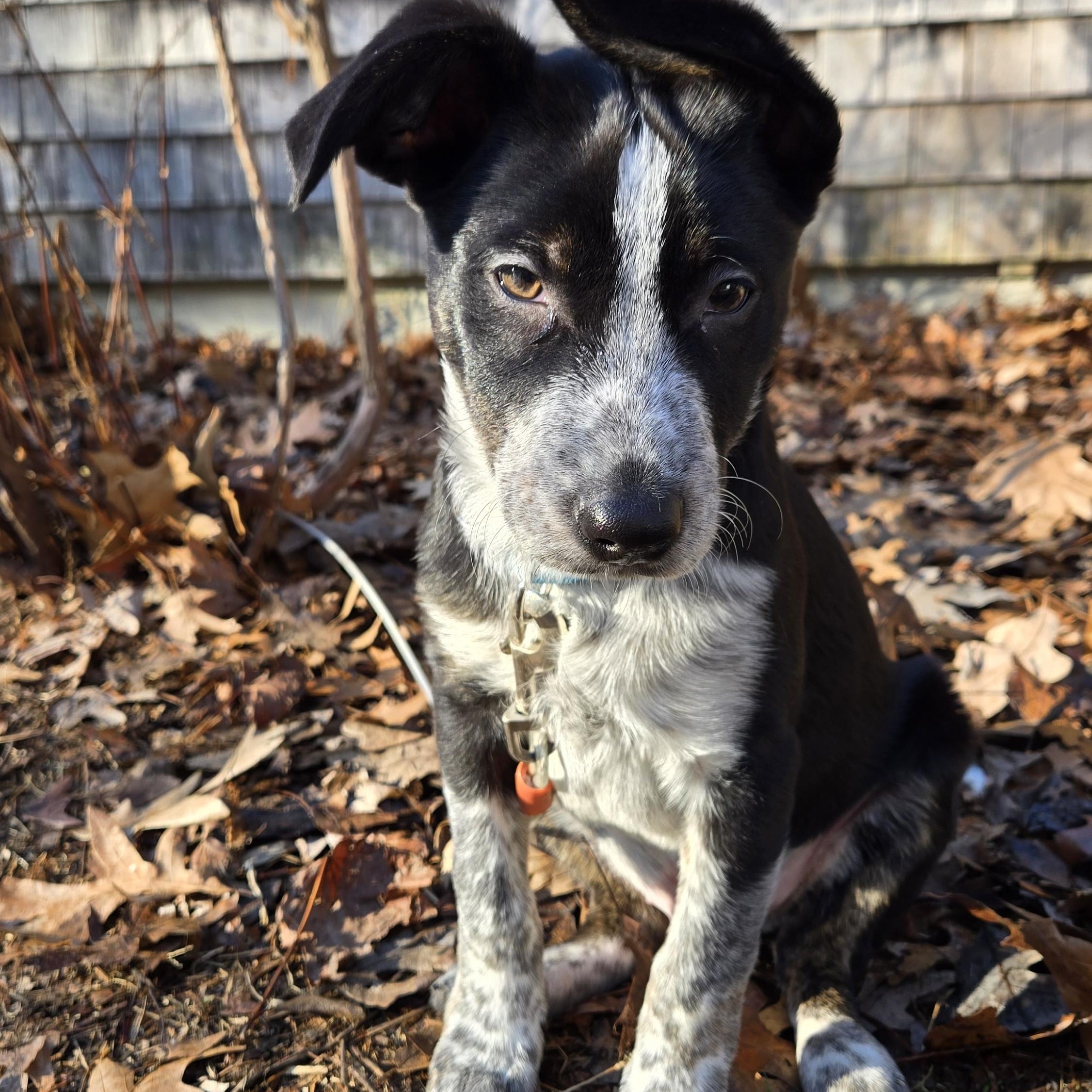 Enlarge Rocky, a Adoptable mixed breed in Cumberland, RI image 4/6