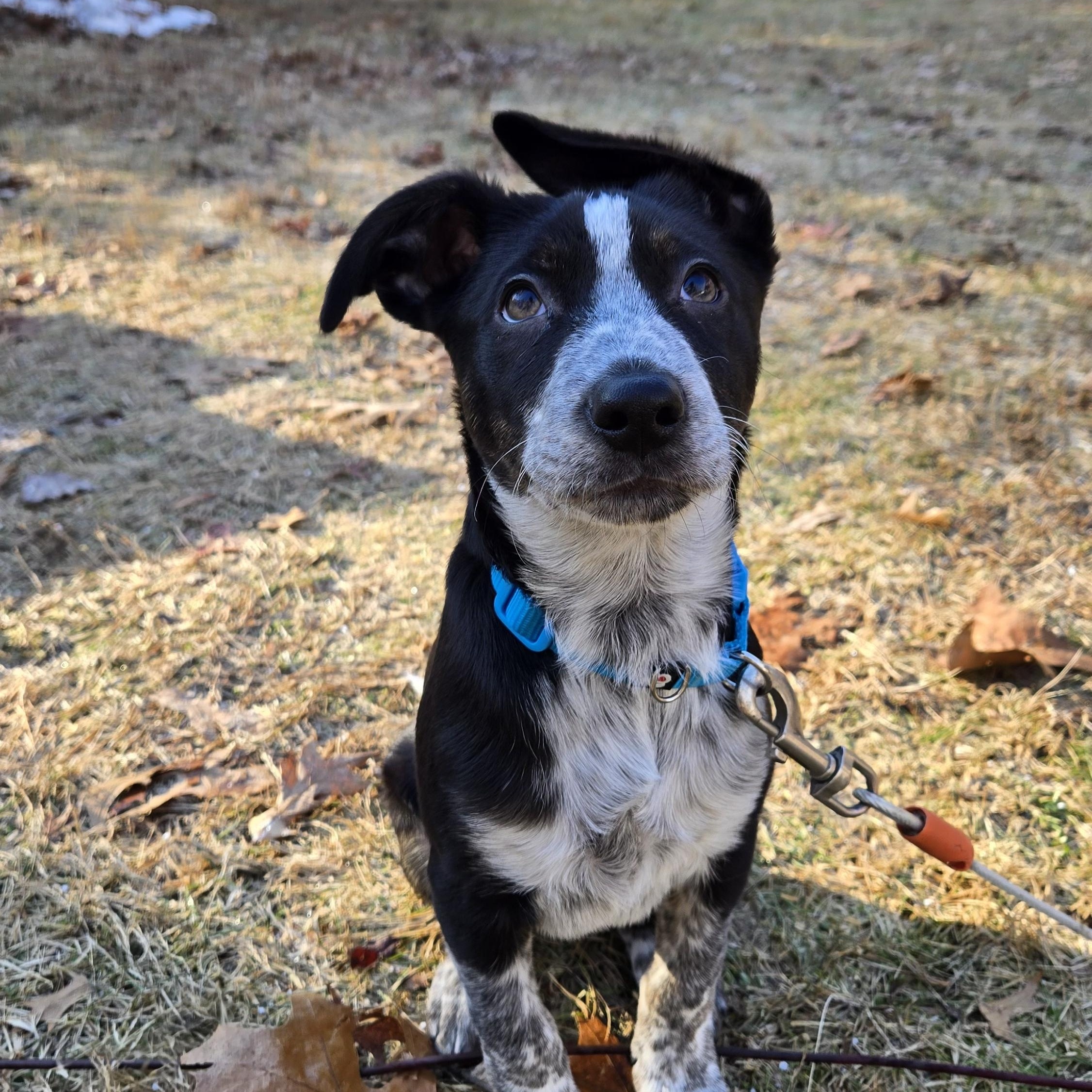 Enlarge Rocky, a Adoptable mixed breed in Cumberland, RI image 2/6