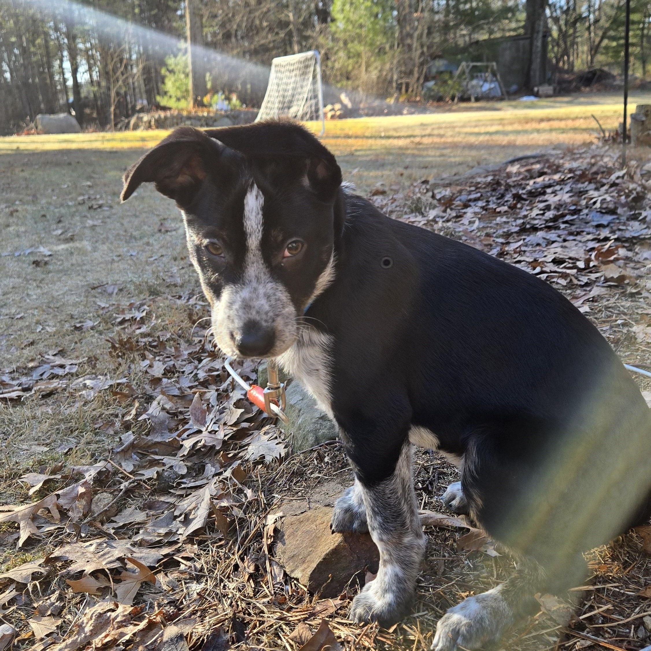 Enlarge Rocky, a Adoptable mixed breed in Cumberland, RI image 6/6