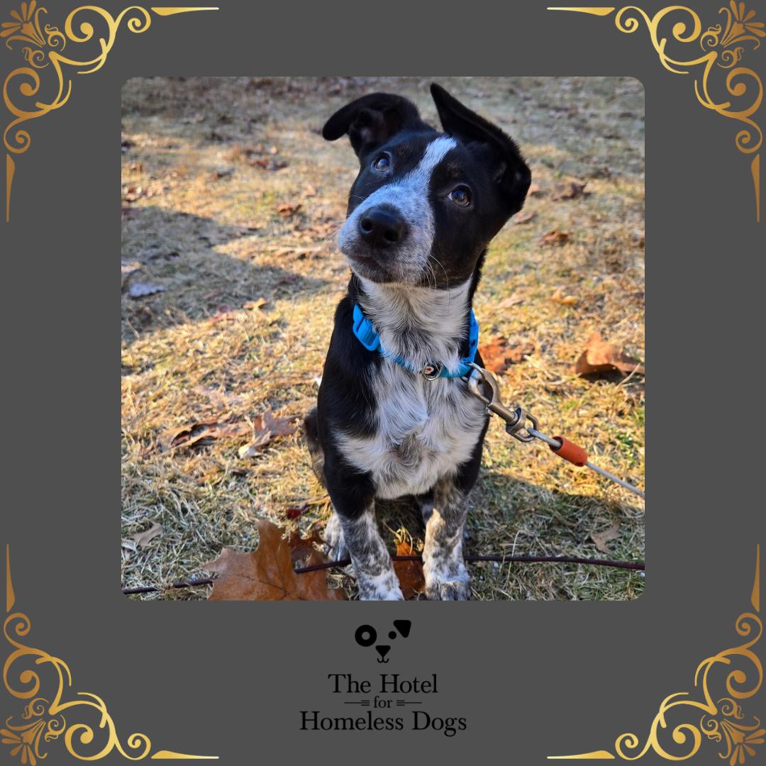 Rocky, Adoptable, Puppy Male Feist & Terrier.