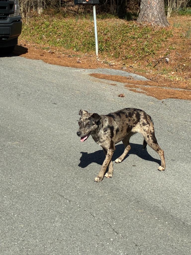 Poe, Adoptable, Young Female Mixed Breed & Catahoula Leopard Dog.