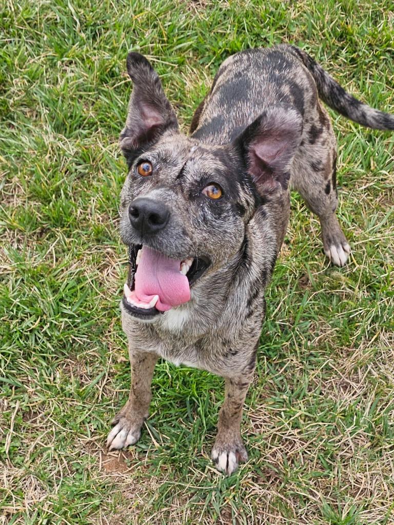 Poe, a Adoptable mixed breed in Chickamauga , GA image 2/6