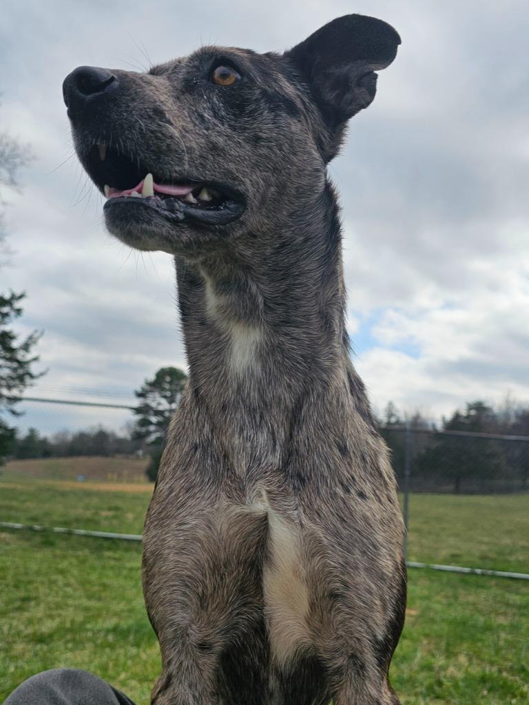 Poe, a Adoptable mixed breed in Chickamauga , GA image 6/6