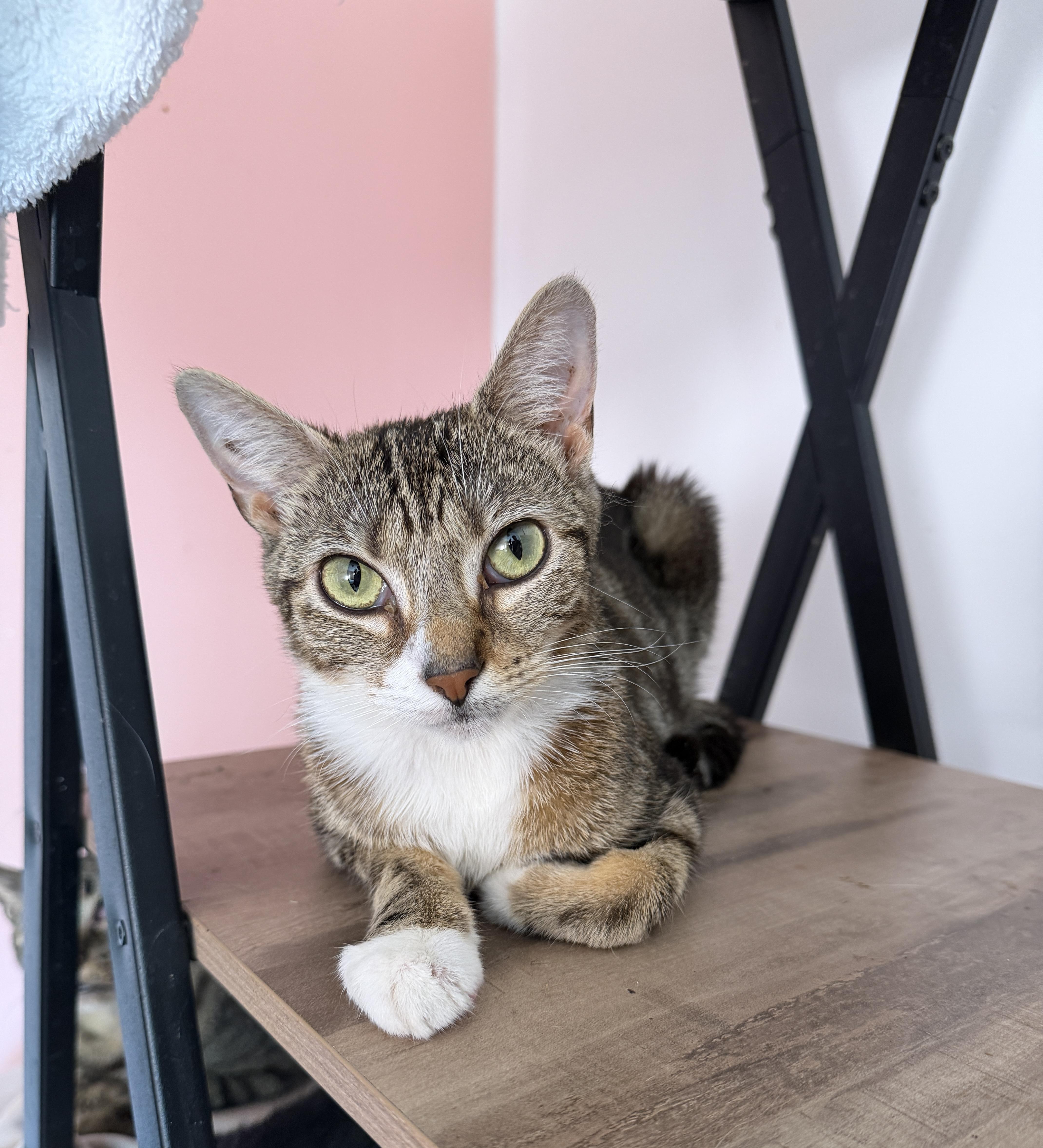 Enlarge PIPPA, a ADOPTABLE Tabby in New York, NY image 1/1
