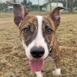 Enlarge Kermie, a Adoptable mixed breed in Leander, TX image 1/1