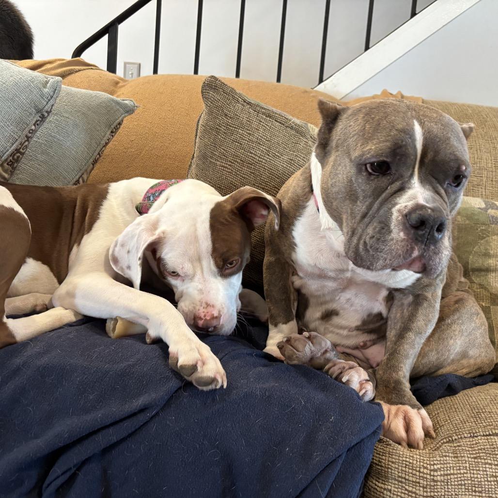 Oonagh, a Adoptable Pit Bull Terrier in Chicago, IL image 3/6