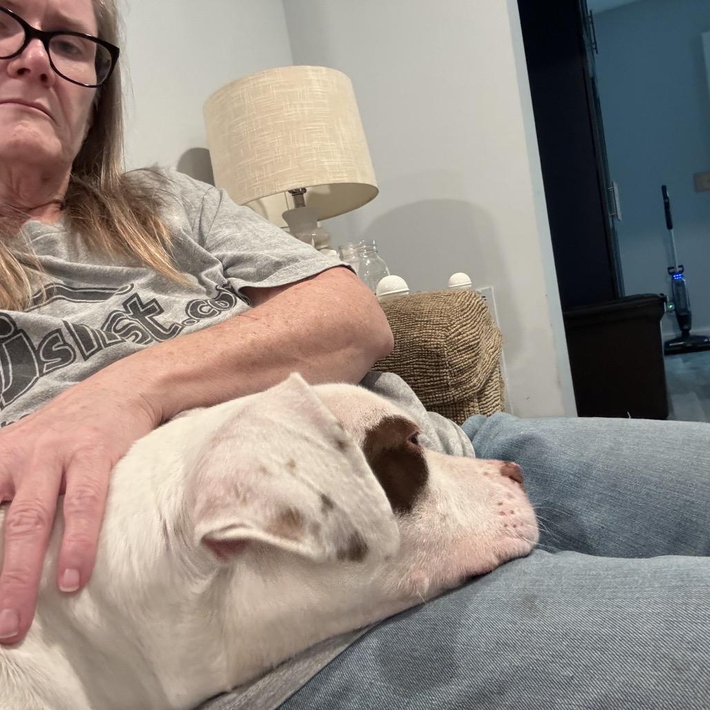 Oonagh, a Adoptable Pit Bull Terrier in Chicago, IL image 4/6