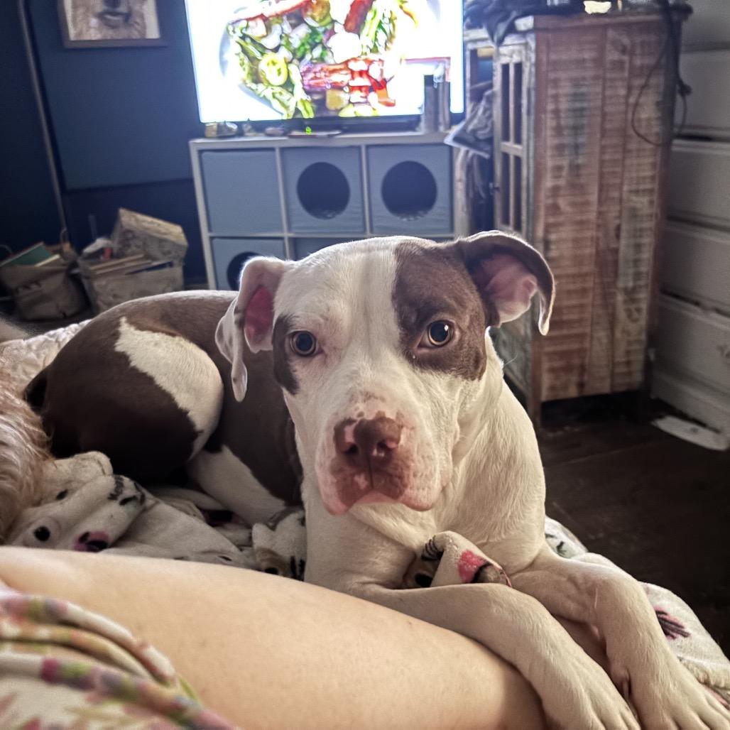Oonagh, a Adoptable Pit Bull Terrier in Chicago, IL image 5/6