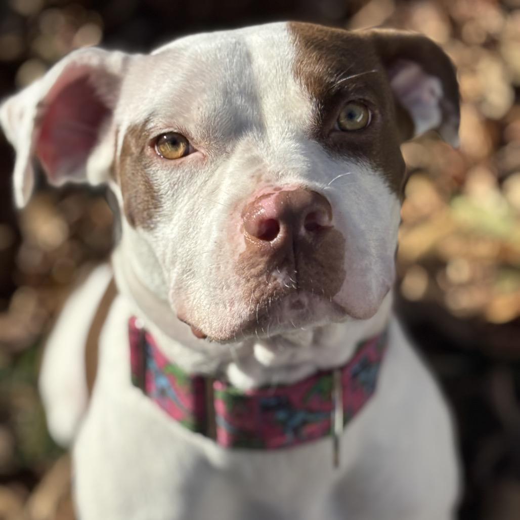 Oonagh, a Adoptable Pit Bull Terrier in Chicago, IL image 6/6