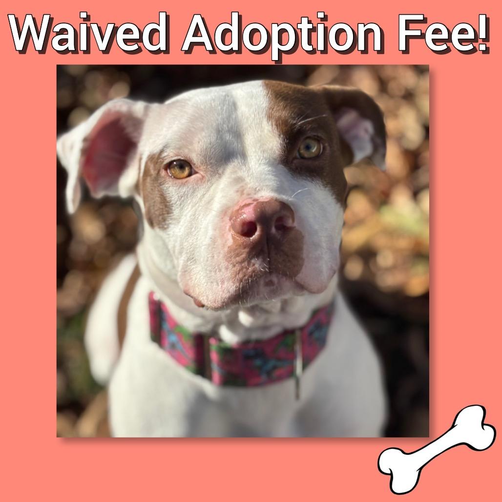 Oonagh, Adoptable, Adult Female Pit Bull Terrier.