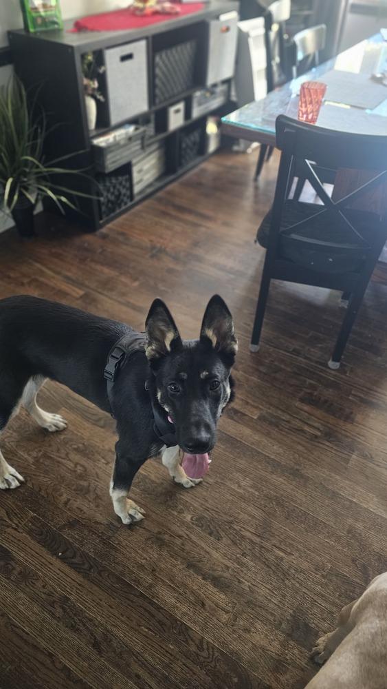 Enlarge Ella, a Adoptable mixed breed in Loveland, OH image 1/5