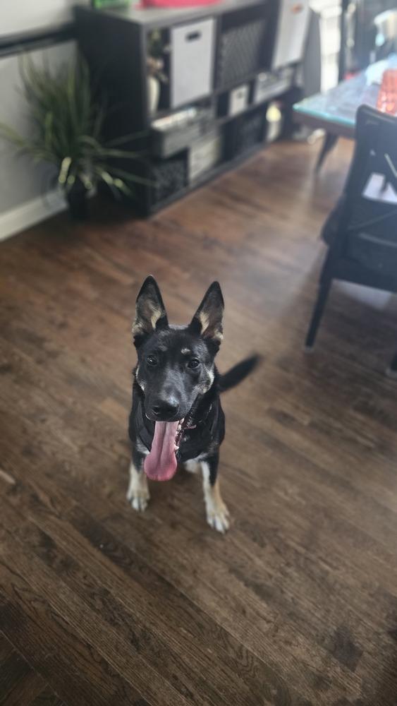 Enlarge Ella, a Adoptable mixed breed in Loveland, OH image 2/5