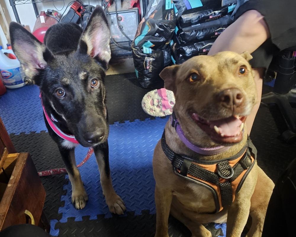 Enlarge Ella, a Adoptable mixed breed in Loveland, OH image 3/5