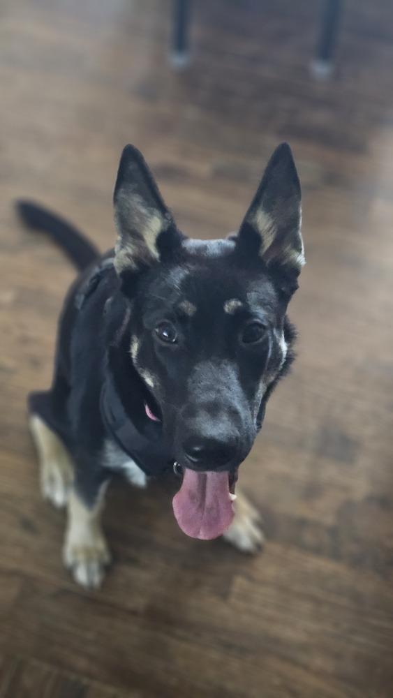 Enlarge Ella, a Adoptable mixed breed in Loveland, OH image 4/5