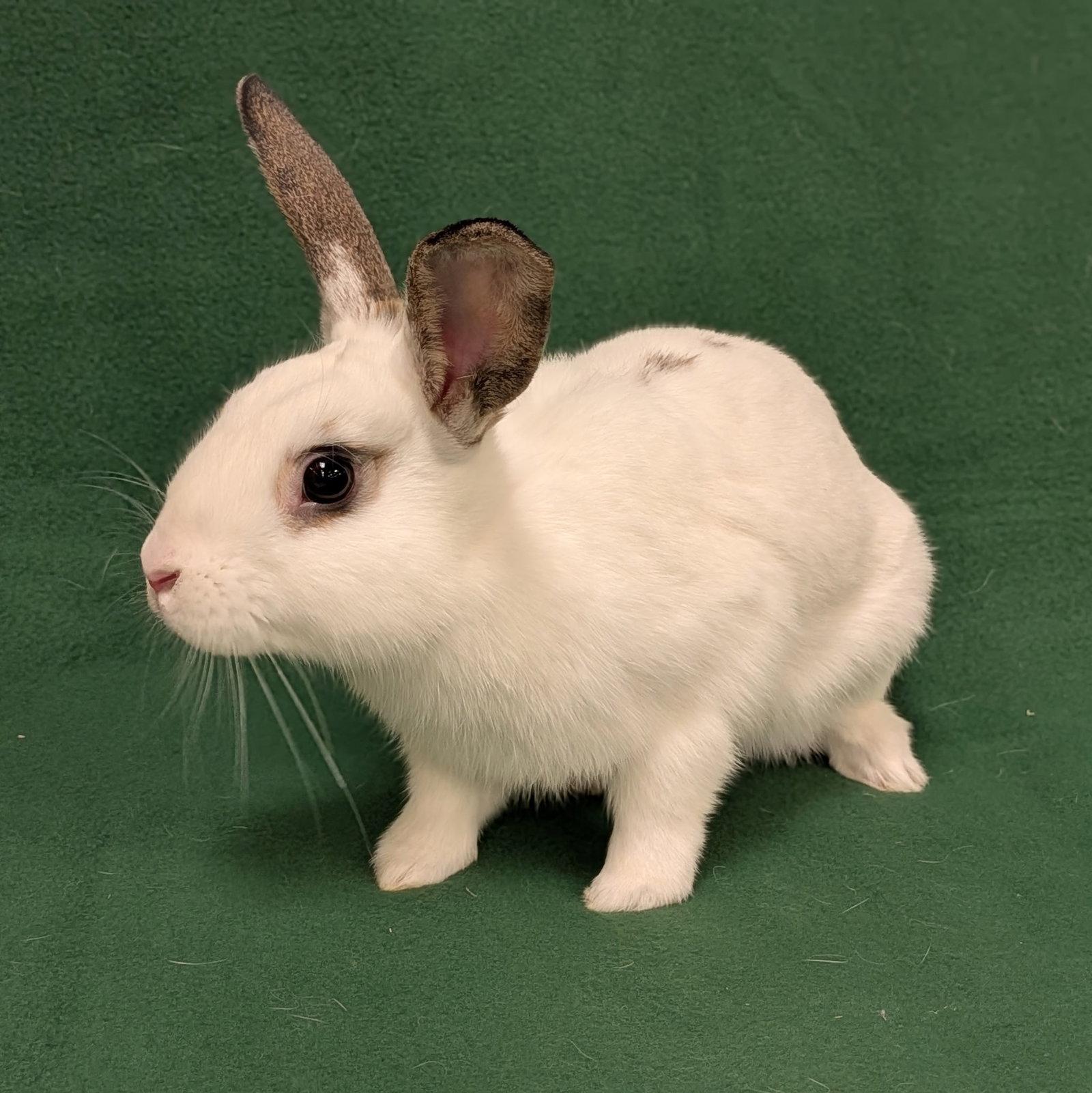 Birch, Adoptable, Young Male English Spot.